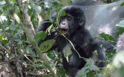 Vinkit gorillavaellukselle Ugandaan