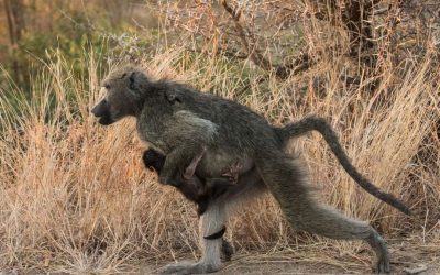 Seuraavaksi kohti Krugerin kansallispuistoa Etelä-Afrikassa