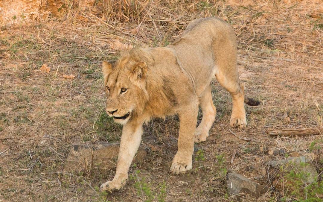 Lisää eläinhavaintoja Krugerin kansallispuistossa