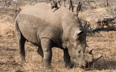 Uskomaton aamupäivä Krugerissa