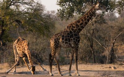 Kirahvien juomahetki ja muita eläinkokemuksia Krugerin kansallispuistossa