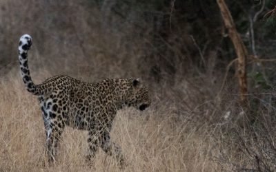 Toinen uskomaton päivä Krugerin kansallispuistossa