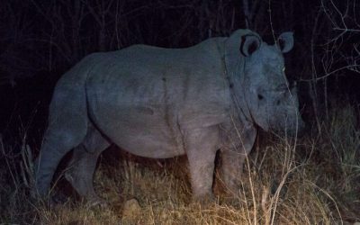 Yösafari Krugerin kansallispuistossa