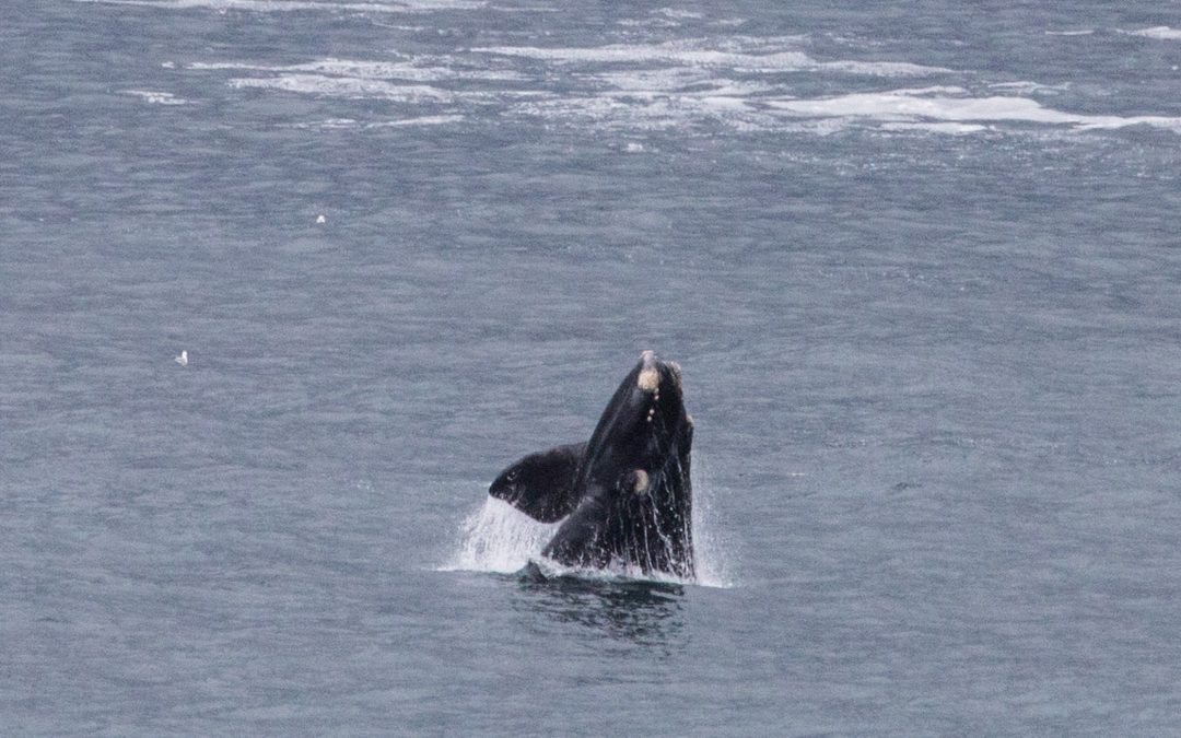 Hermanus – yksi maailman parhaista paikoista nähdä valaita