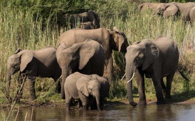 Vinkit omatoimiselle safarille Krugerissa