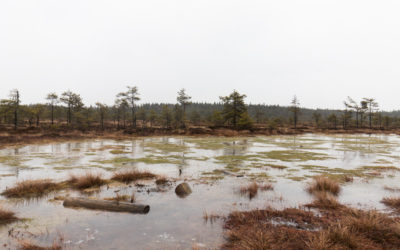 Torronsuon kansallispuisto – upea luontokohde Kanta-Hämeessä