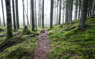 Liesjärven kansallispuisto – satumainen sammalmetsä Kanta-Hämeessä