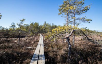 Valkmusan kansallispuisto – upea avosuopuisto Kymenlaaksossa