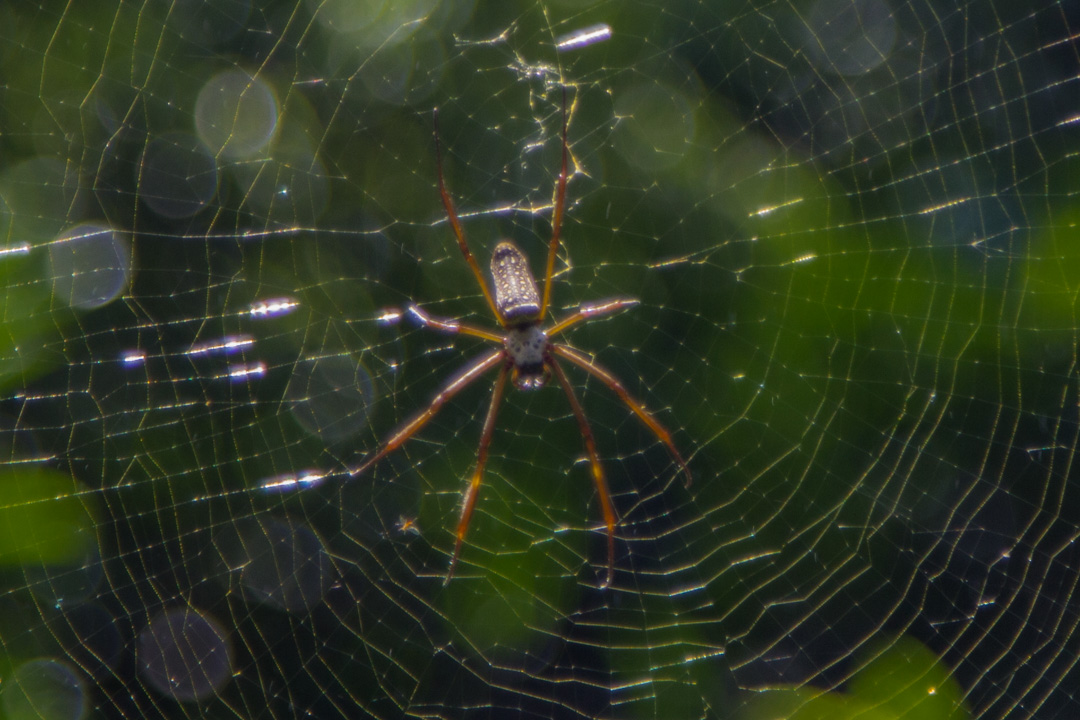 hämähäkki Iguasssun vesiputouksilla