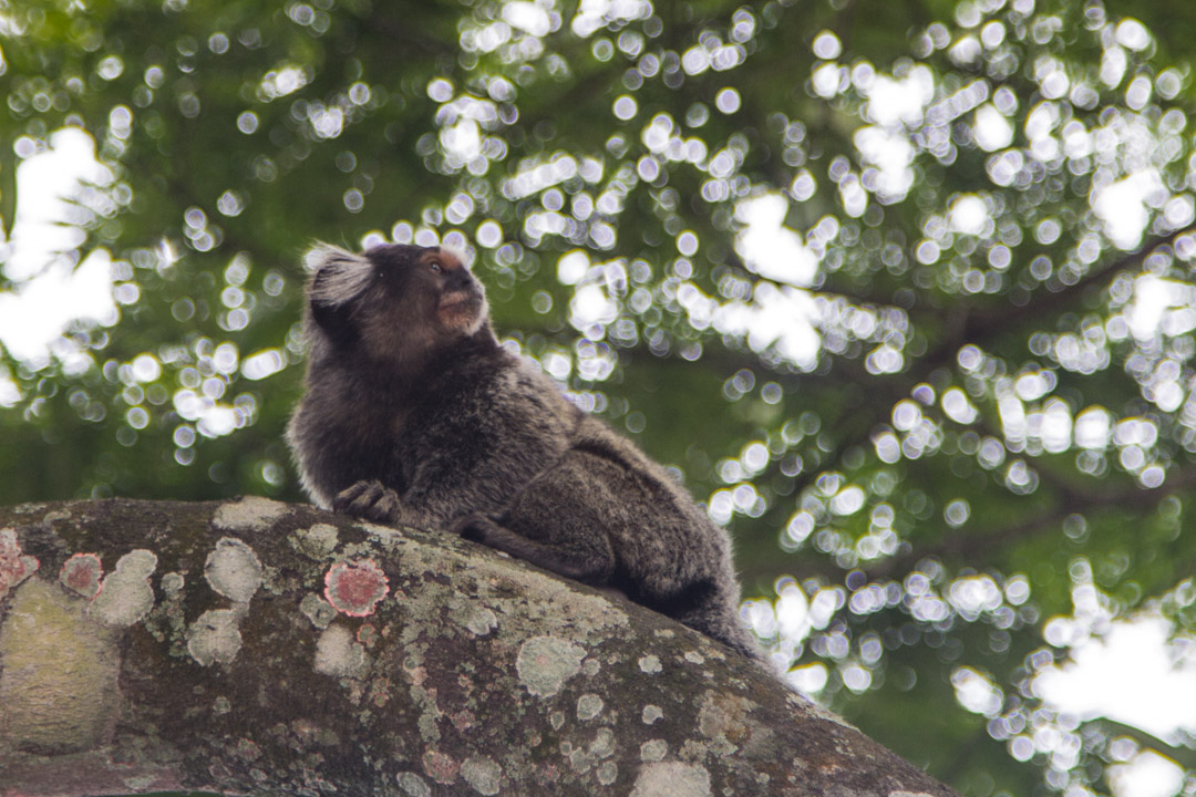 marmosetti-apina Rio de Janeirossa Brasiliassa