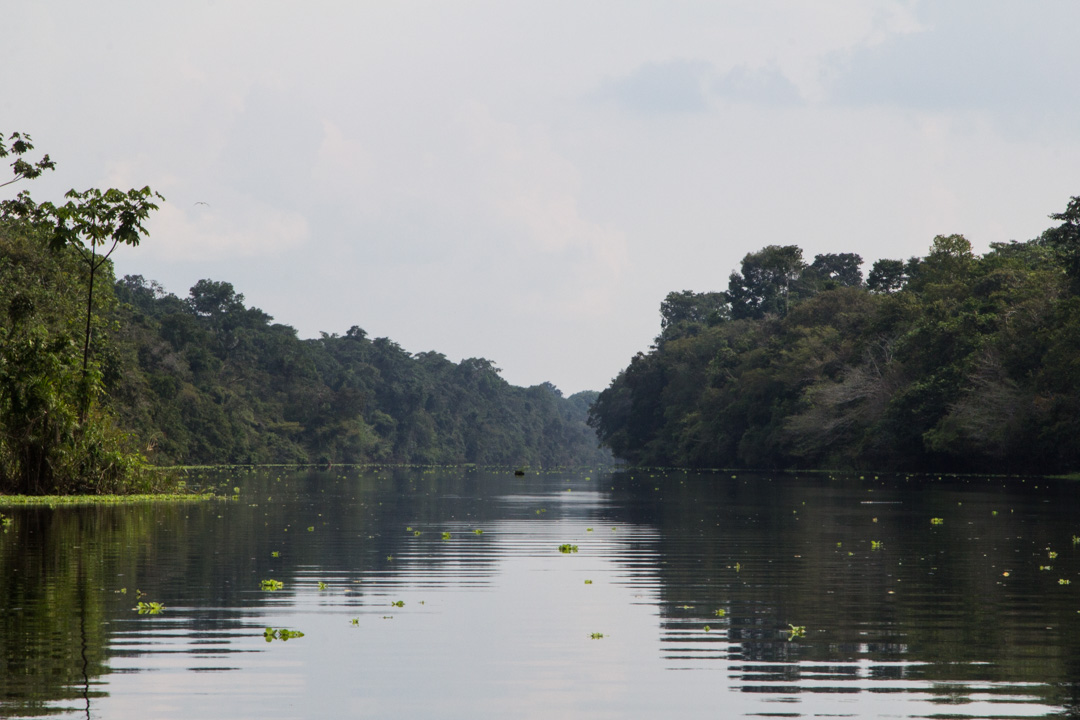Amazonin sademetsä