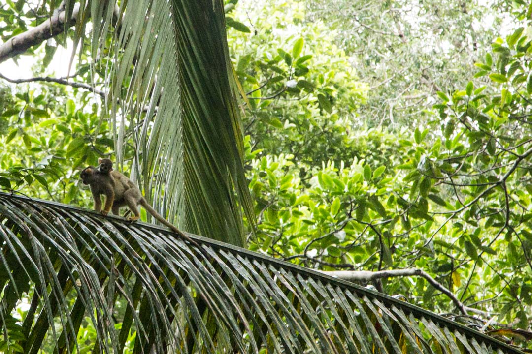 saimiri-apina Amazonin sademetsässä
