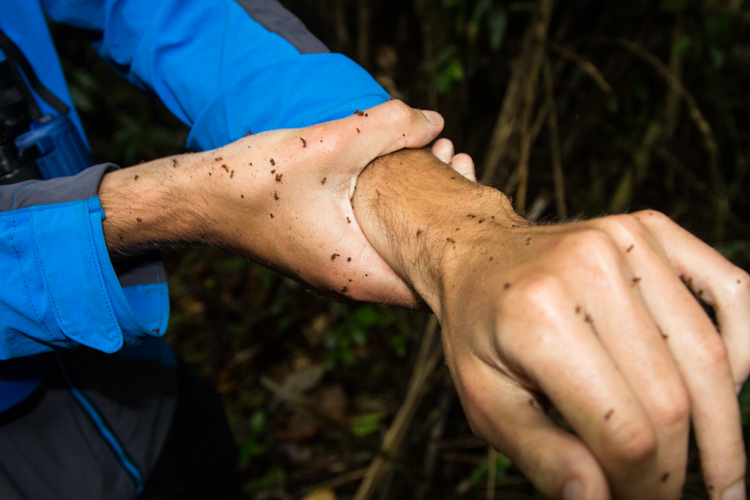 luonnonmukainen hyttyskarkoite termiiteistä Amazonin sademetsässä