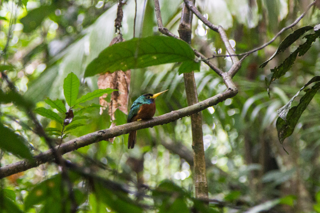 lintu Amazonin sademetsässä