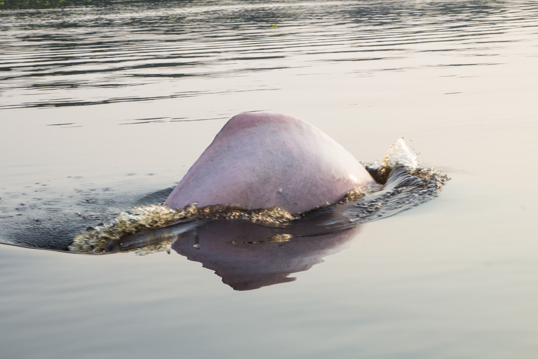 vaaleanpunaisia delfiinejä Amazonilla