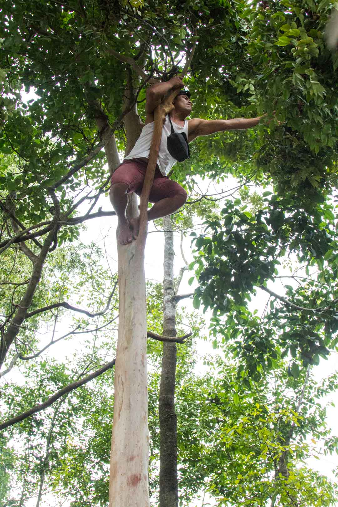 puuhun kiipeämistä Amazonin sademetsässä