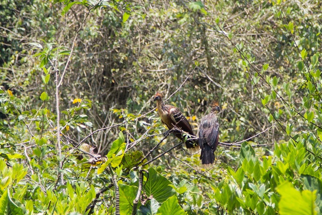 lintuja Amazonin sademetsässä