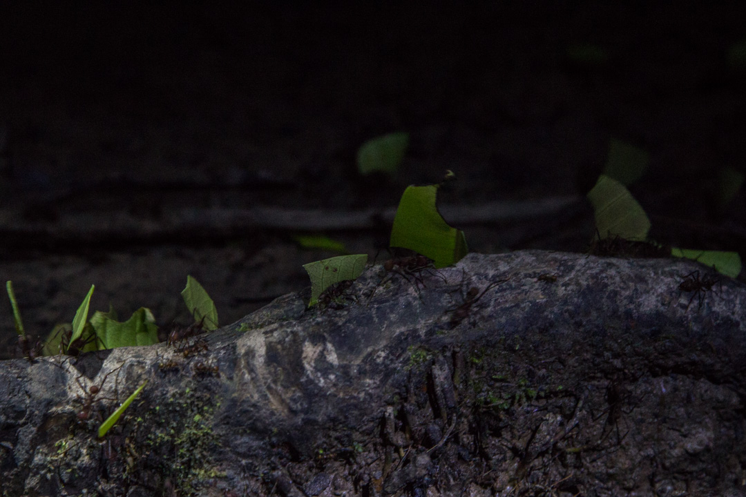 yökävelyllä Amazonin sademetsässä, lehdenleikkaajamuurahainen