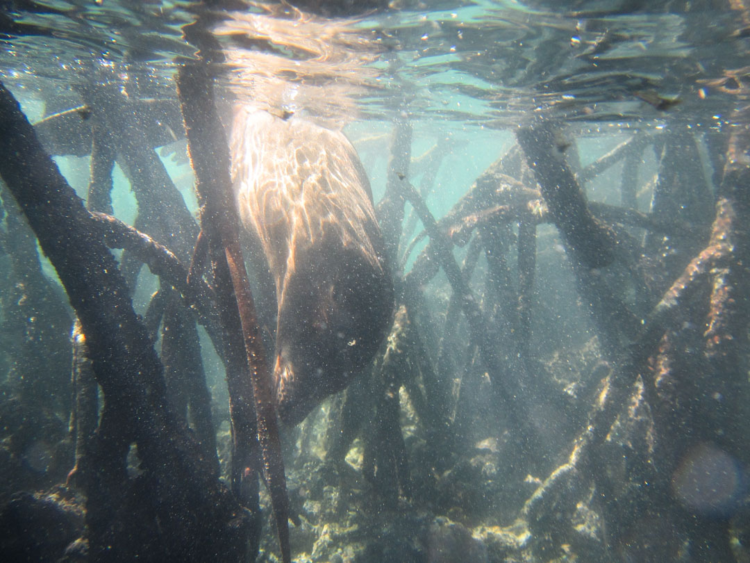 merileijona Isabela-saaren edustalla, snorklaamassa Galapagossaarilla