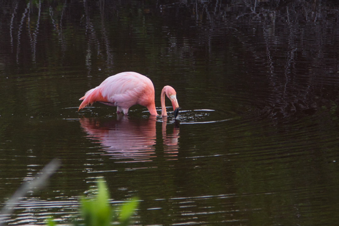 flamingo Isabela-saarella Galapagossaarilla