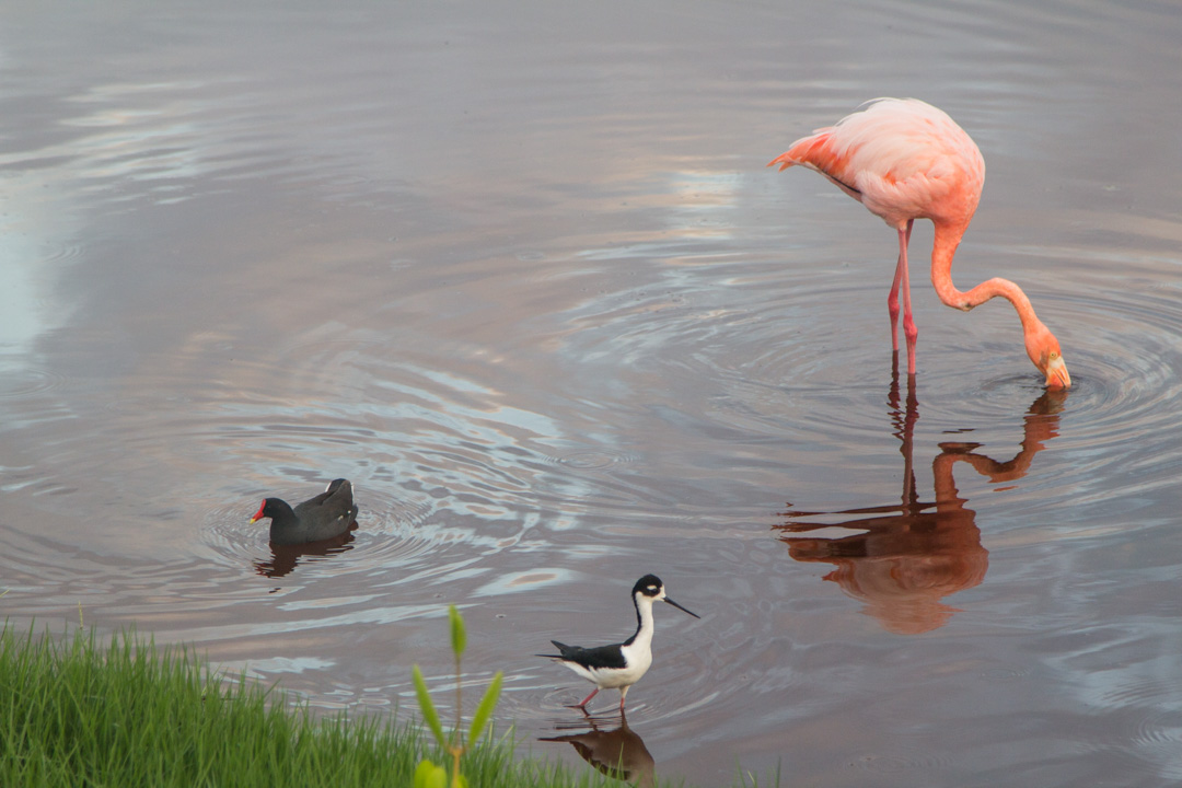 flamingo Isabela-saarella Galapagossaarilla