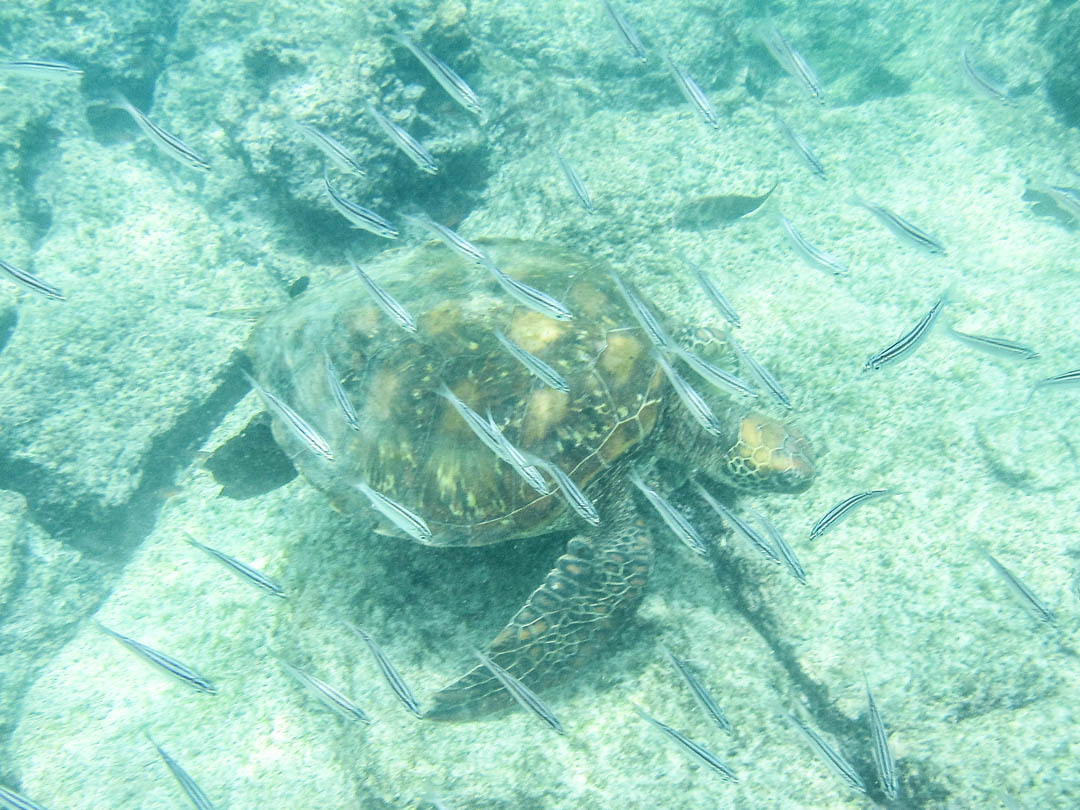 snorklaamassa kilpikonnan kanssa Pinzón-saaren edustalla Galapagossaarilla