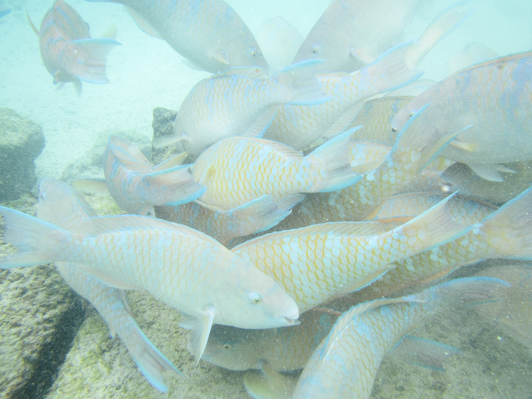 kalaparvi Pinzón-saaren edustalla snorklatessa Galapagossaarilla