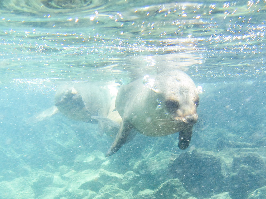 snorklaamassa merileijonien kanssa Pinzón-saaren edustalla Galapagossaarilla