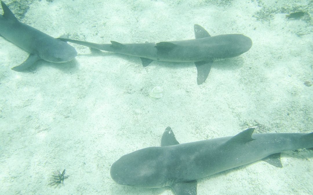 snorklaamassa haiden kanssa Pinzón-saaren edustalla Galapagossaarilla