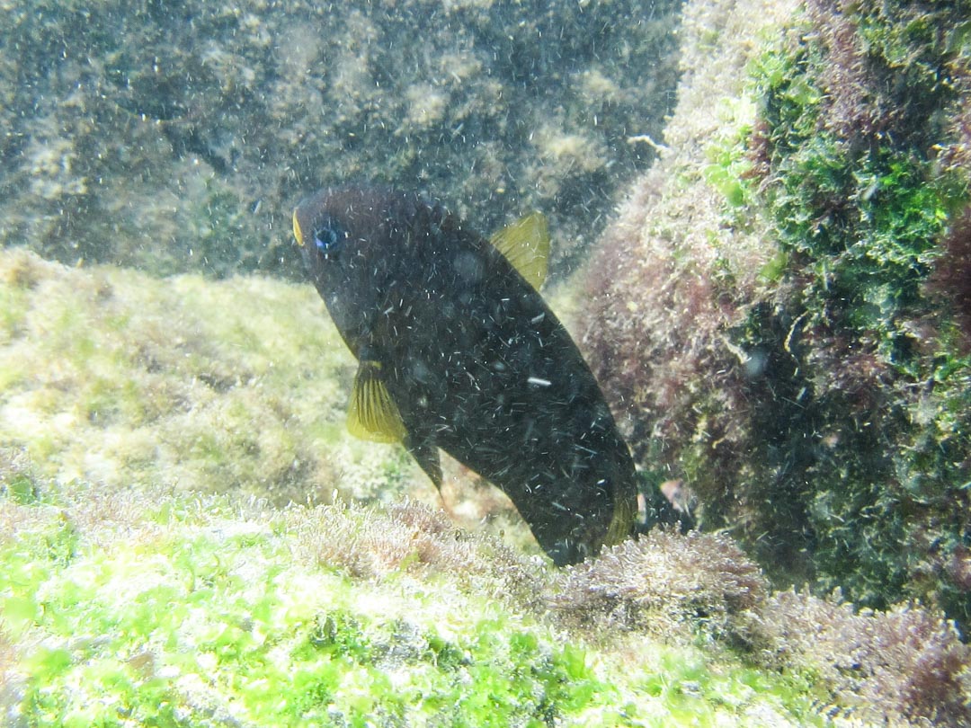 kaloja, snorklaamassa Pinzón-saaren edustalla Galapagossaarilla
