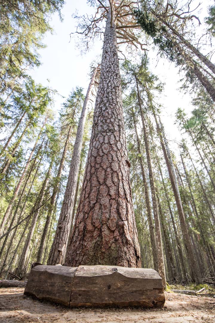 Pyhä-Häkinkansallispuiston  Iso puu