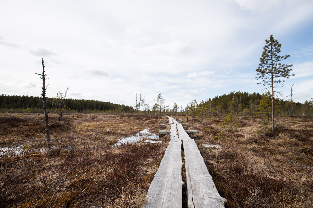 suolla vaeltamassa Pyhä-Häkin kansallispuistossa