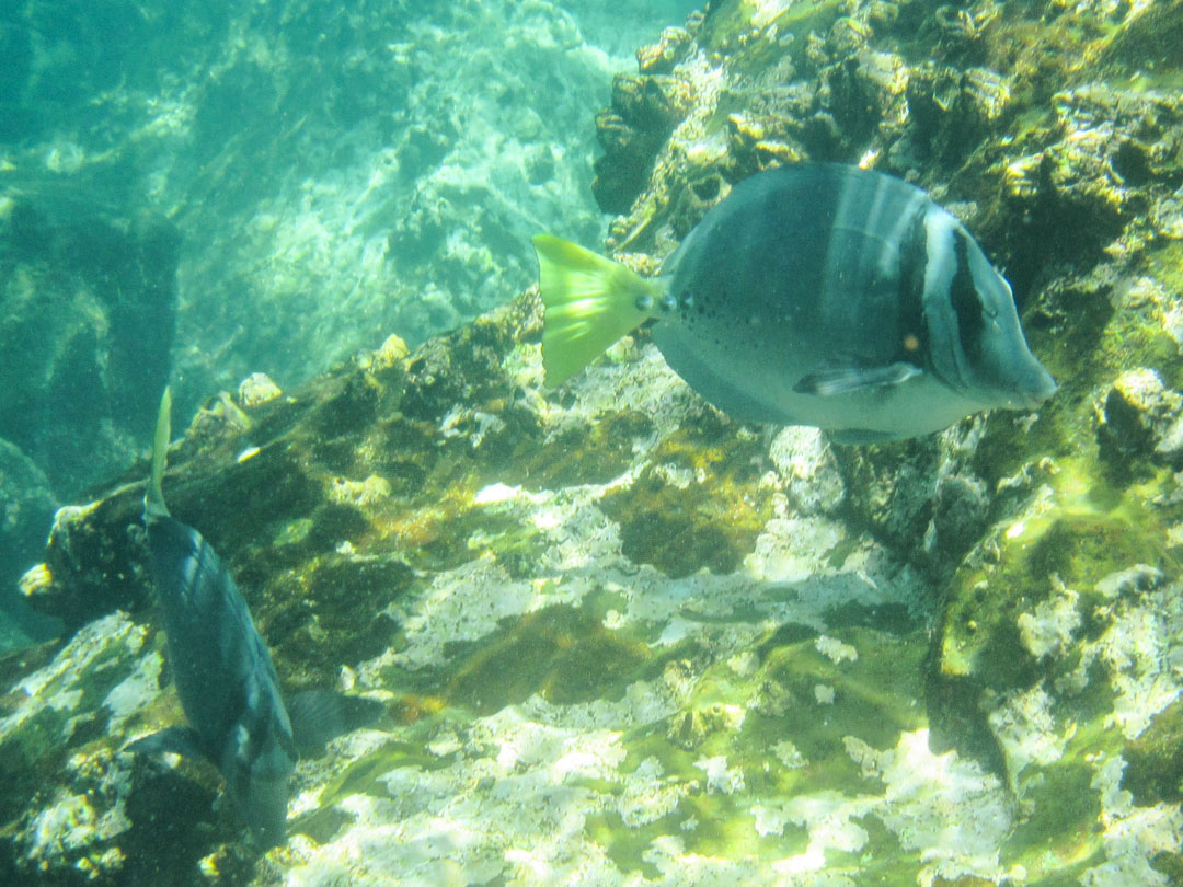snorklaamassa ja kaloja katselemassa Santa Fen edustalla Galapagossaarilla