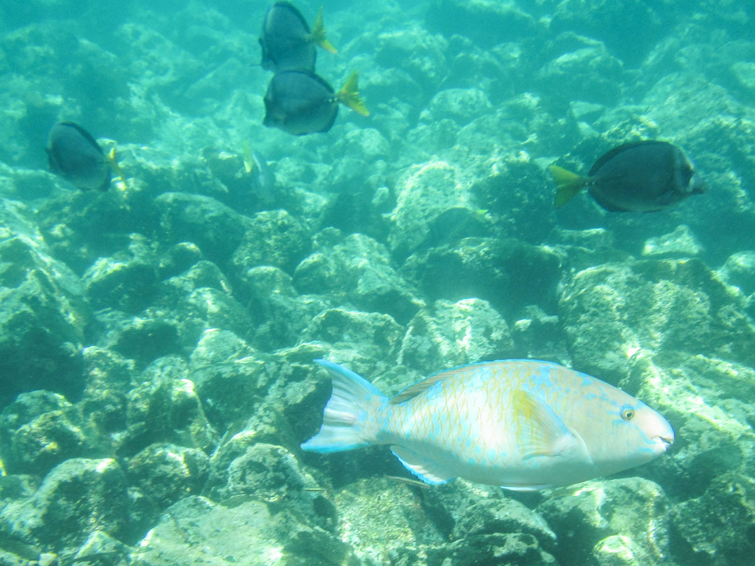 snorklaamassa ja kaloja katselemassa Santa Fen edustalla Galapagossaarilla