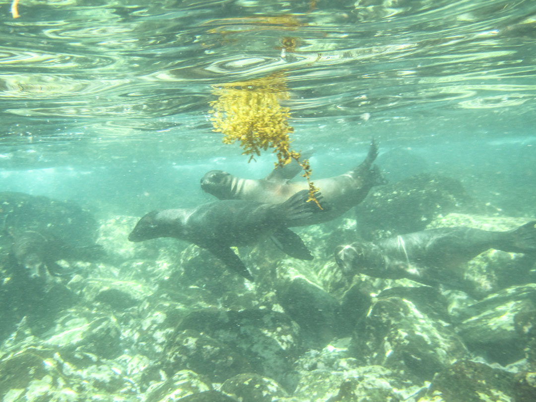 snorklaamassa merileijonien kanssa Santa Fen saaren edustalla Galapagossaarilla