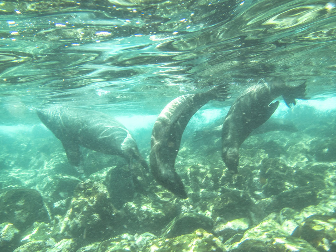 snorklaamassa merileijonien kanssa Santa Fen saaren edustalla Galapagossaarilla