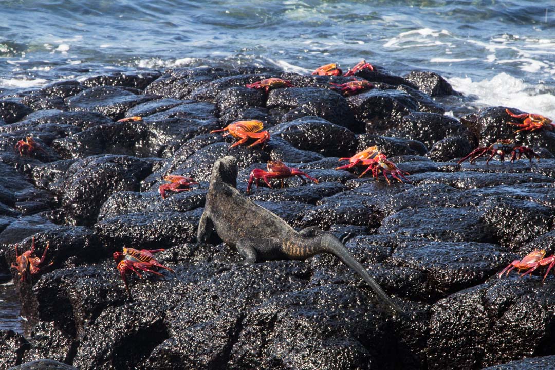 merileguaani ja rapuja Santa Fen saarella Galapagossaarilla