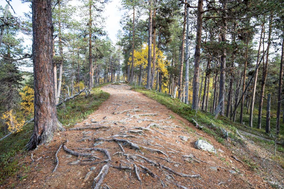 vaeltamassa ruska-aikaan Lemmenjoen kansallispuistossa Joenkielisen reitillä