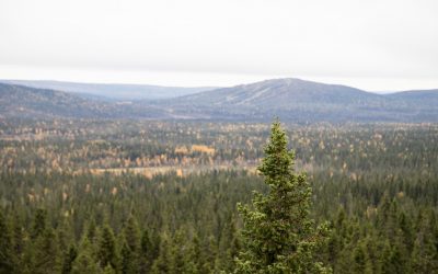 Syötteen kansallispuisto – kauniita metsä- ja suomaisemia Ahmankierroksella