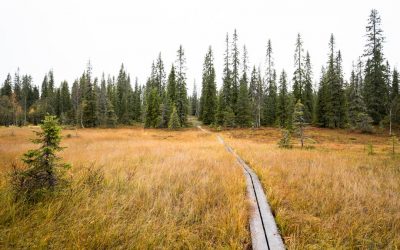 Syötteen kansallispuisto – tutustumista kansallispuiston luontoon ja historiaan Rytivaaran kierroksella