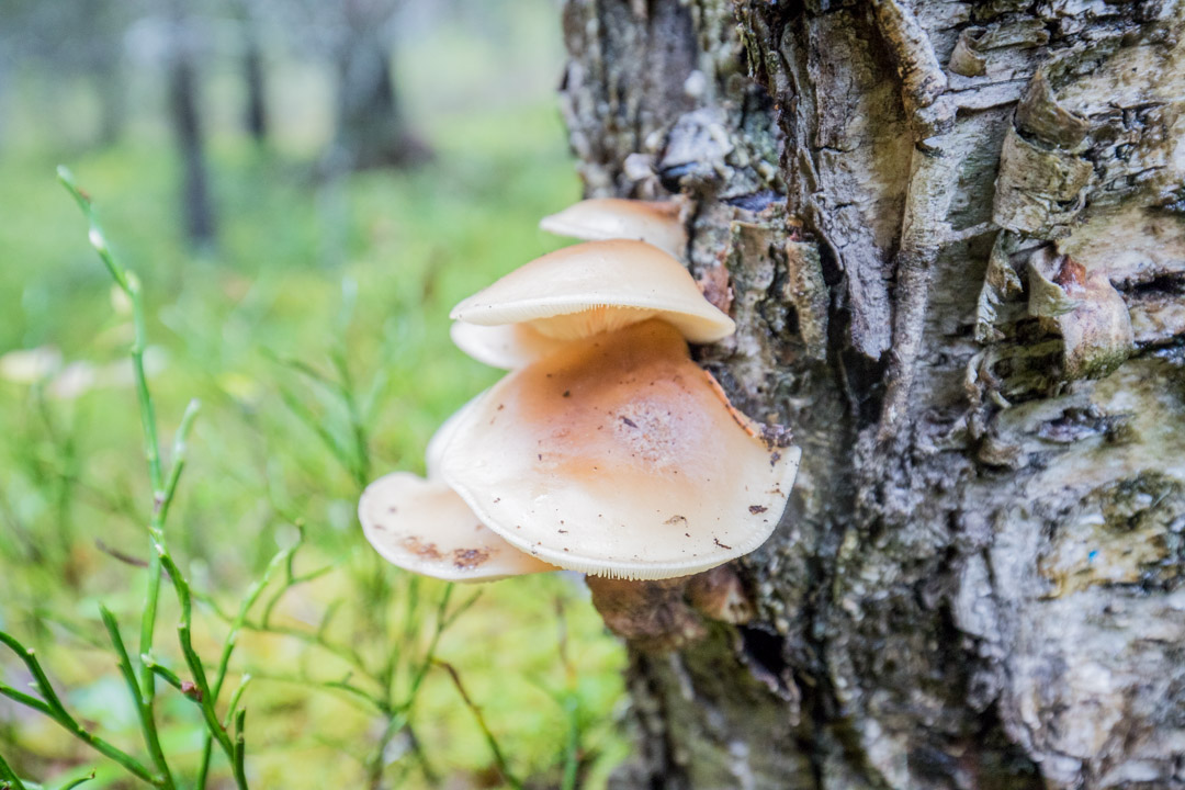 sieniä Syötteen kansallispuistossa