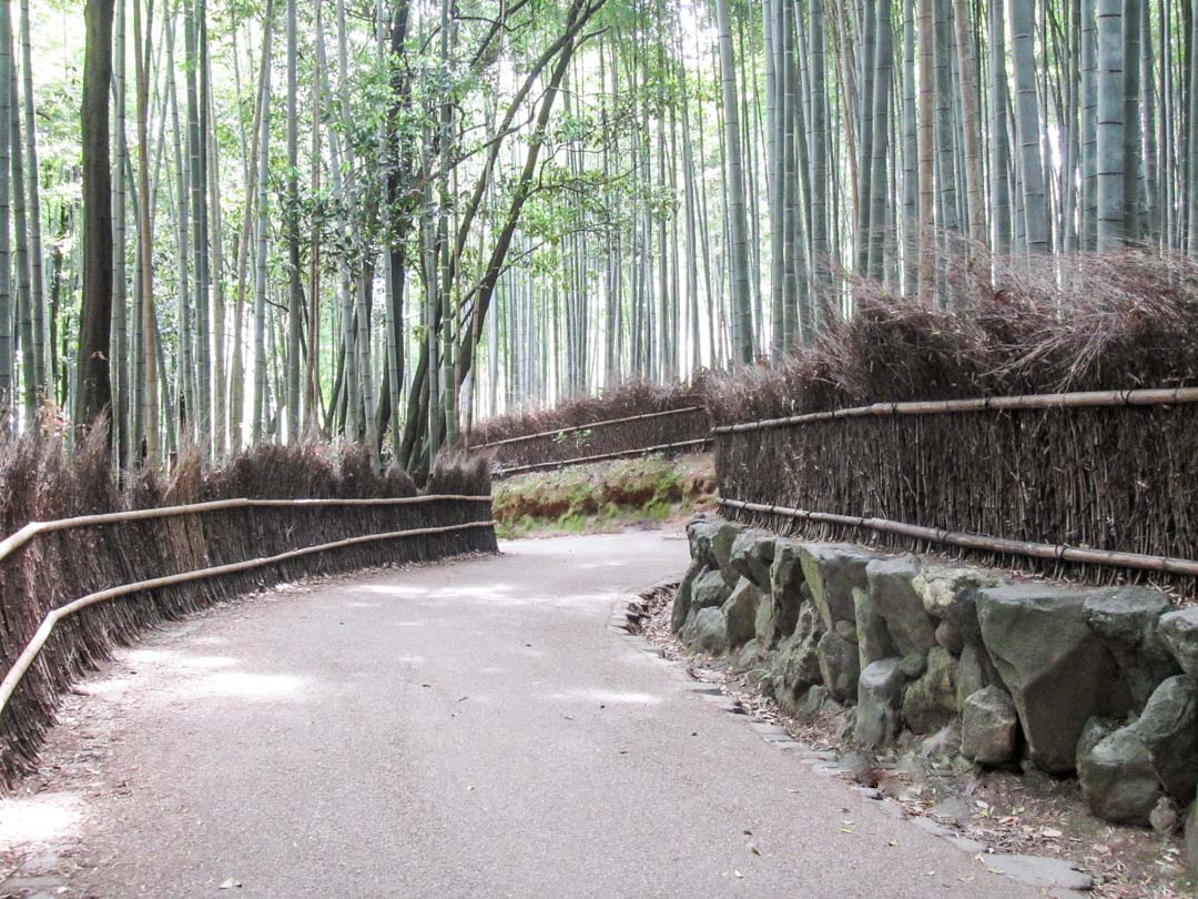 Arashiyaman bambumetsä Kiotossa Japanissa