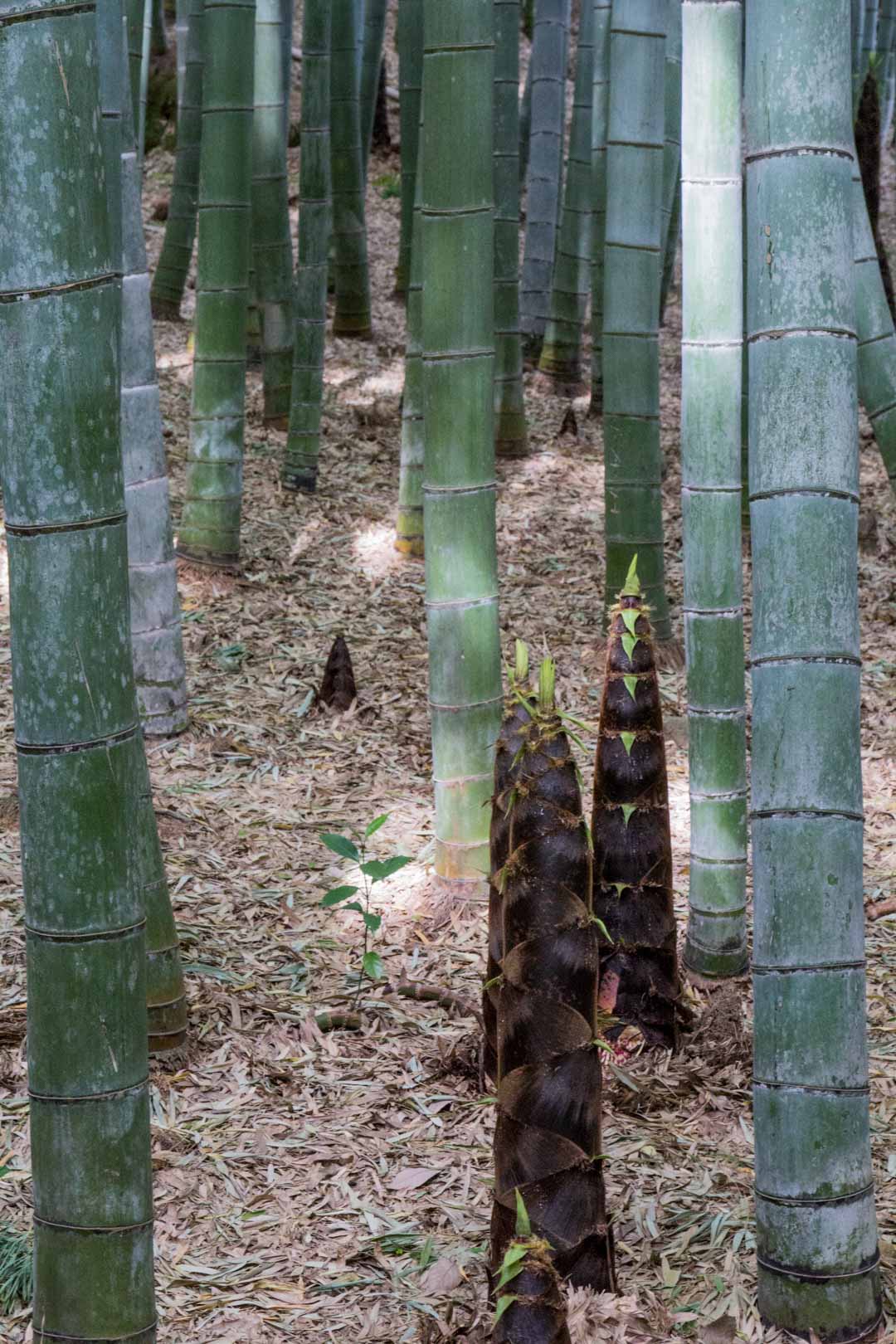 Arashiyaman bambumetsä Kiotossa Japanissa