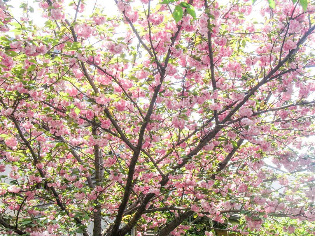 kirsikankukkia filosofinpolulla Kiotossa Japanissa
