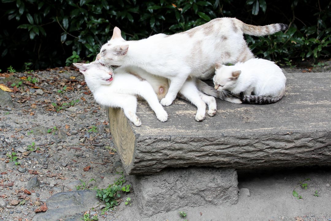 kissoja filosofin polulla Kiotossa Japanissa