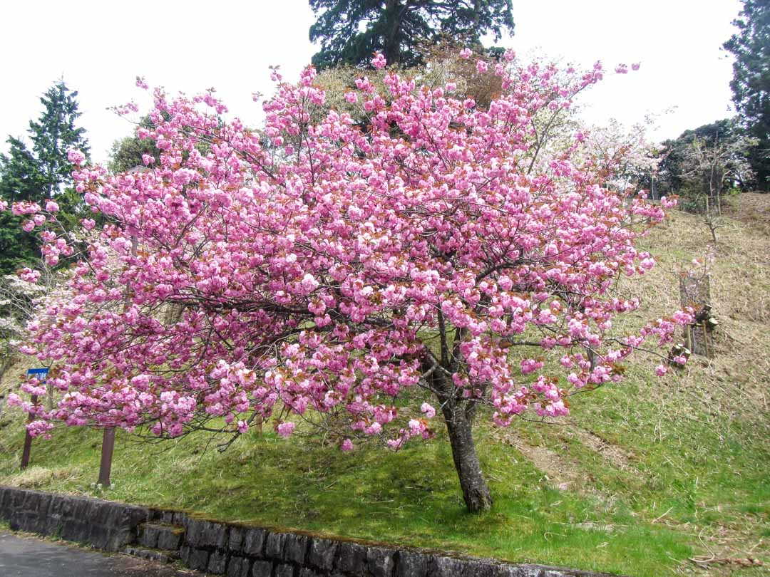 kirsikankukkia sakura-aikaan Japanissa