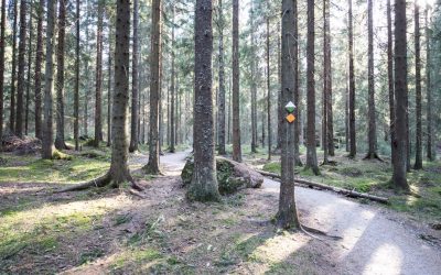 Sunnuntainen iltapäivä Sipoonkorven kansallispuistossa