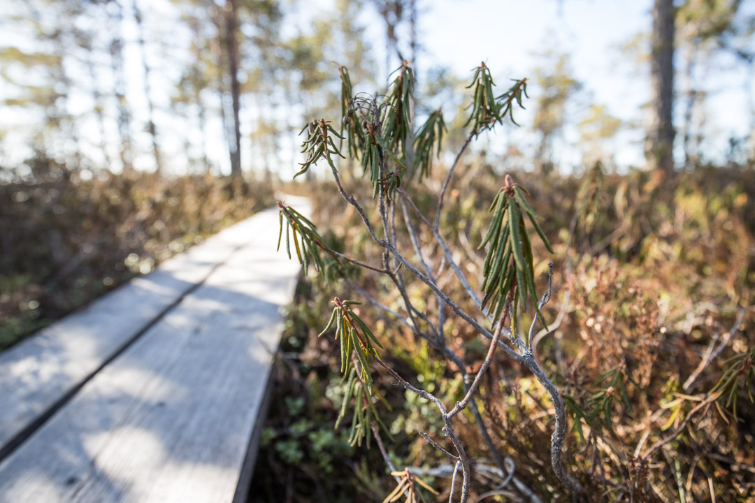 Kauhaneva-Pohjankankaan kansallispuiston Kauhalammin kierros