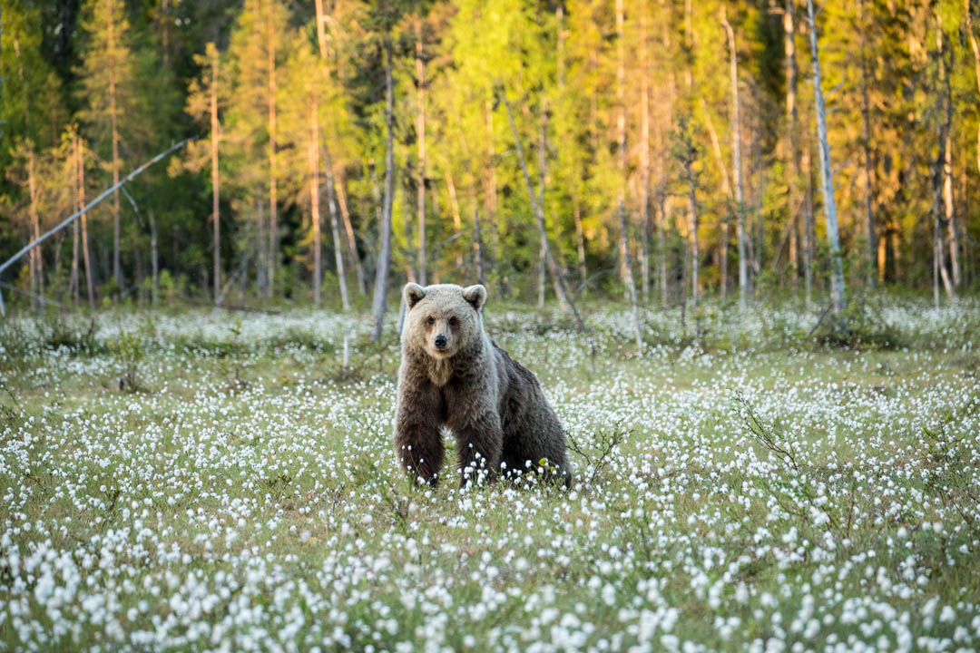 karhu suolla kuvattuna Martinselkosen piilokojusta