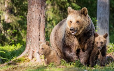 Martinselkonen – karhuparatiisi